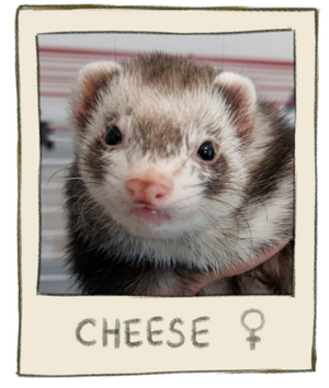 Cheese Mugshot.png