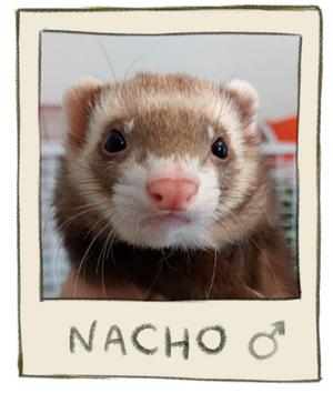 Nacho Mugshot.png