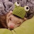 Henry with tiny frog hat