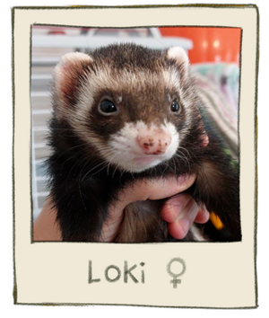 Loki Mugshot.png