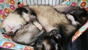 Ferret-stack.jpg