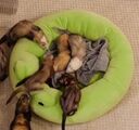 Frog bed. Comes in two sizes