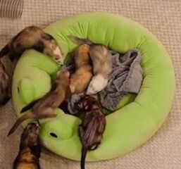 Frog bed. Comes in two sizes