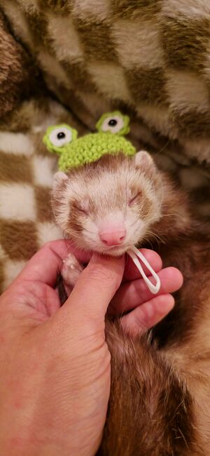 Henry-eepy-frog-hat.jpg