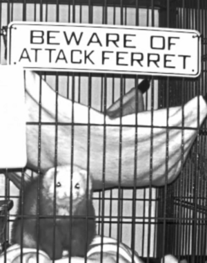 Beans-attack-ferret.png