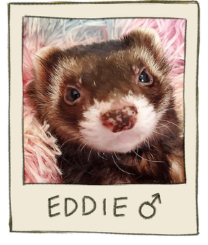 Eddie Mugshot.png