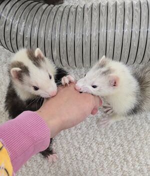 Peanut-and-Hazelnut-nomming-the-hand.jpg