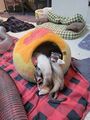 Ferret Hydra in the mango!