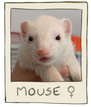 Mouse Mugshot.png