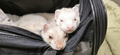 Felix (bottom) and Finn (top) in a carrier