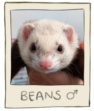 Beans Mugshot.png