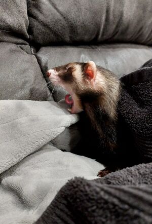 Eddie yawn.jpg