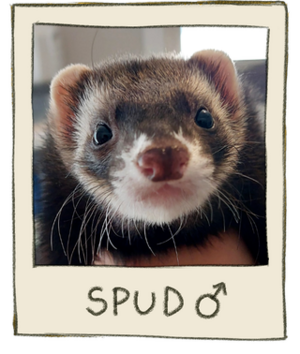 Spud Mugshot.png