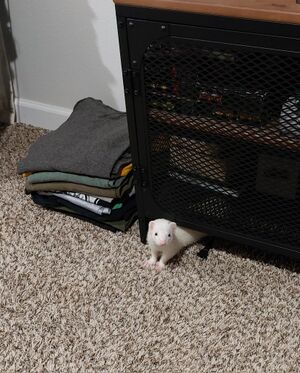 Mouse-hiding-under-cupboard.jpg