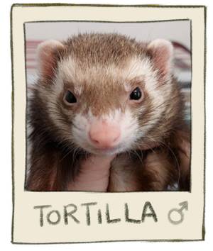 Tortilla Mugshot.png