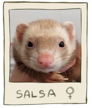 Salsa Mugshot.png