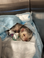 Felix receiving IV fluids and medications in his ER cage