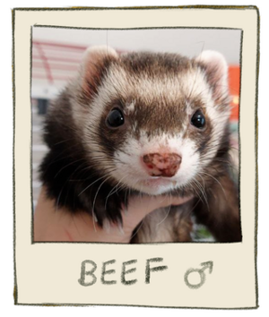 Beef Mugshot.png