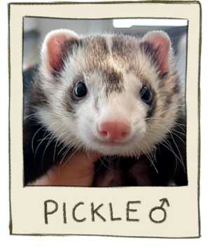 Pickle Mugshot.png