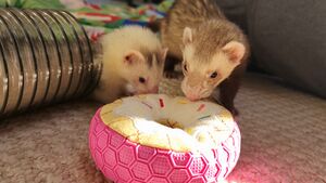 Hazel-and-Latte-checking-out-doughnut.jpg